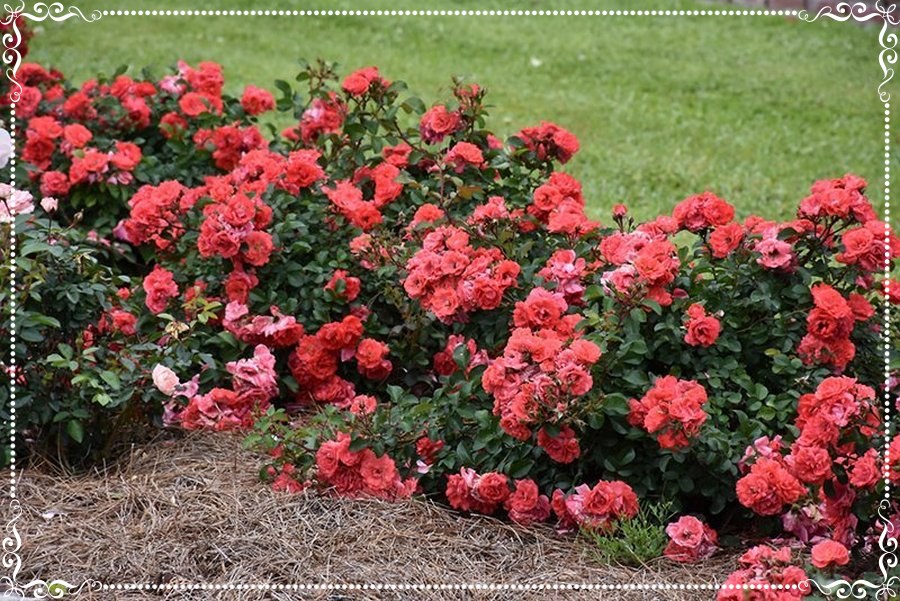 Coral Drift róża okrywowa